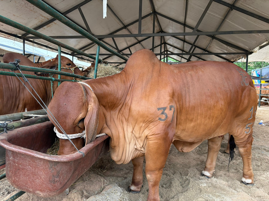 Bucaramanga vivirá la 14ª edición de la Feria Ganadera en Cenfer